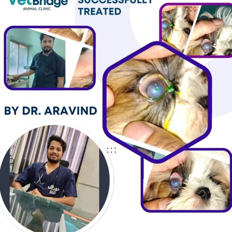 descemetocele-before-after-the-vet-bridge